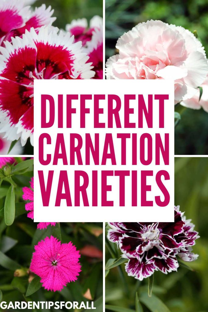 Various carnation varieties.