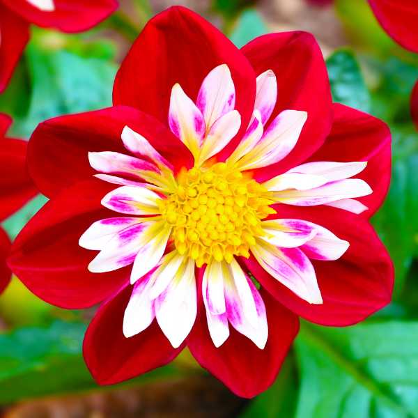 7 Different Types Of Dahlias Explore The Enchanting Varieties