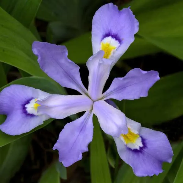 Crested Iris.
