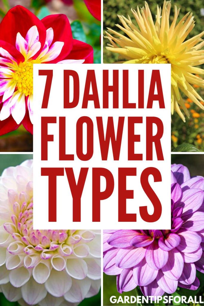 Various dahlia flower types.
