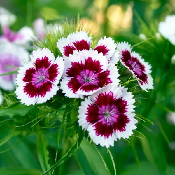 Dianthus Barbatus