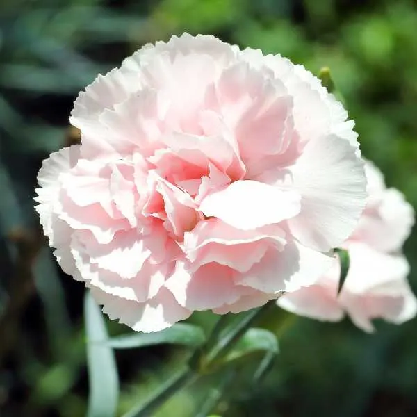 Dianthus Caryophyllus