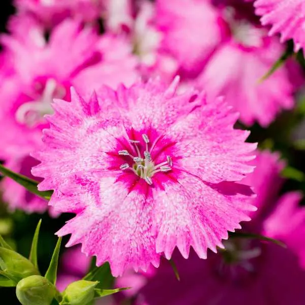 Dianthus Gastaniapolitensis