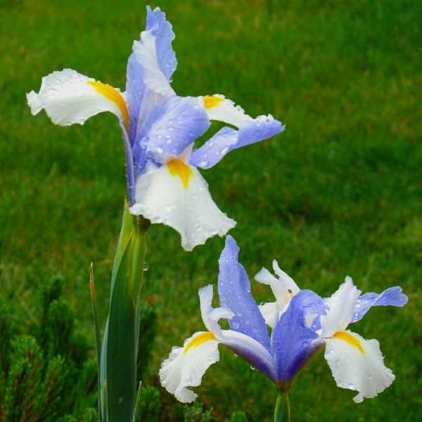 Dutch Irises.