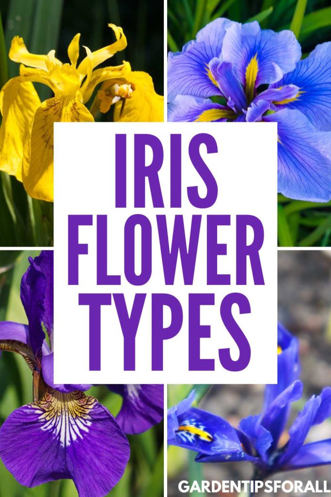 Different iris flower types.