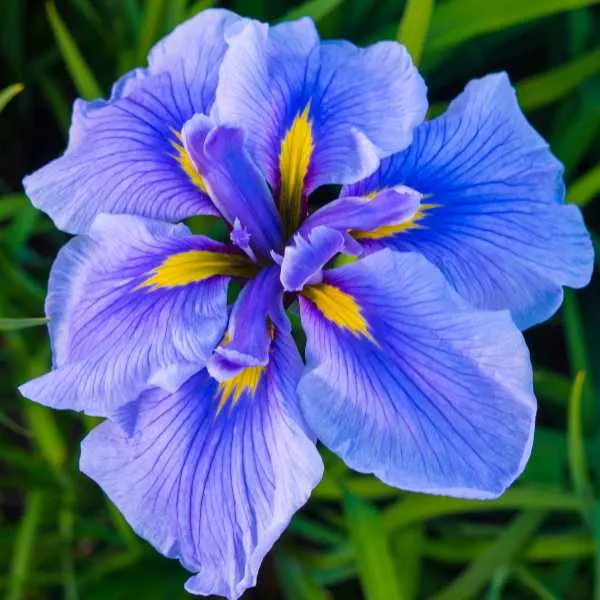 Japanese Iris.