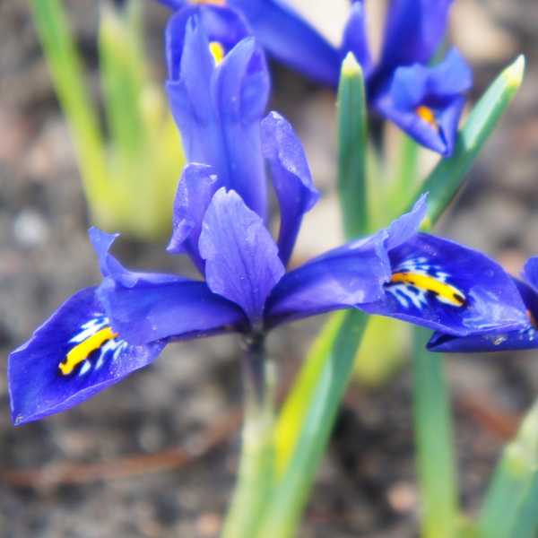 Reticulata Iris.