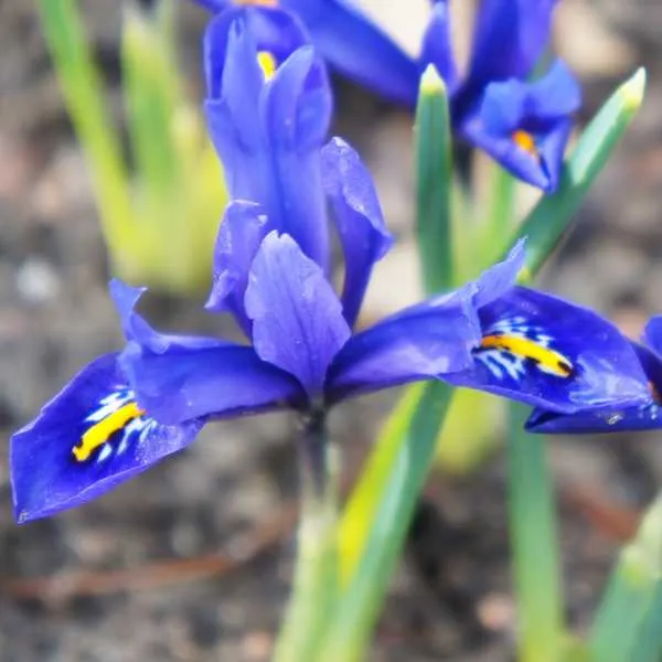 Reticulata Iris.