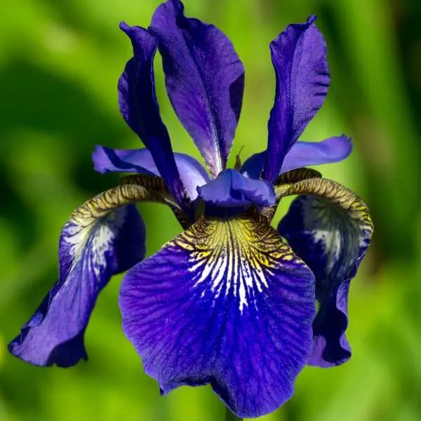 Siberian Iris