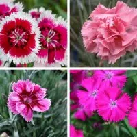 Different types of carnations.