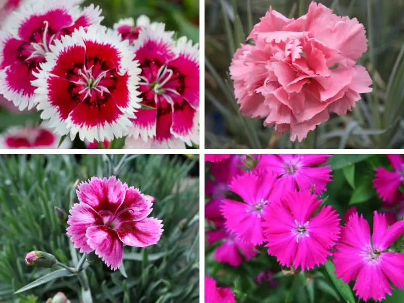 Different types of carnations.