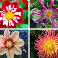 Different types of dahlias.