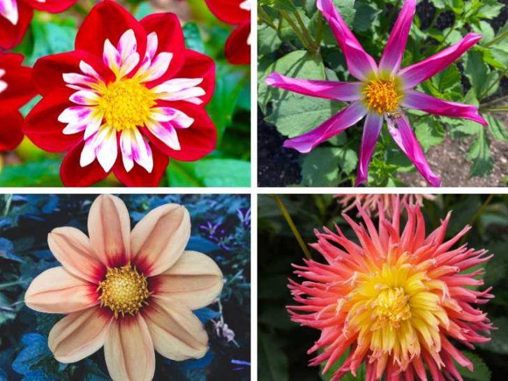 7 Different Types of Dahlias Explore the Enchanting Varieties