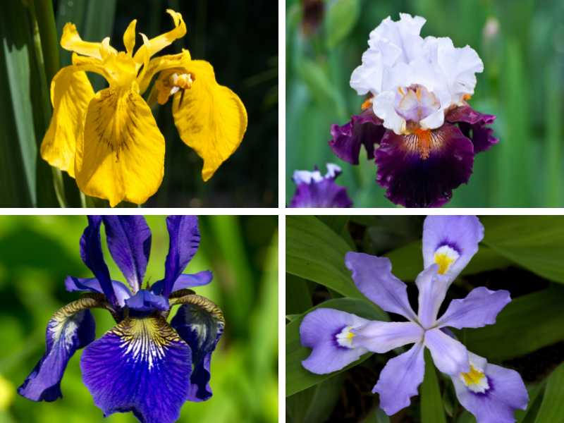 Different types of irises.