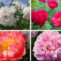 Different types of peony flowers.