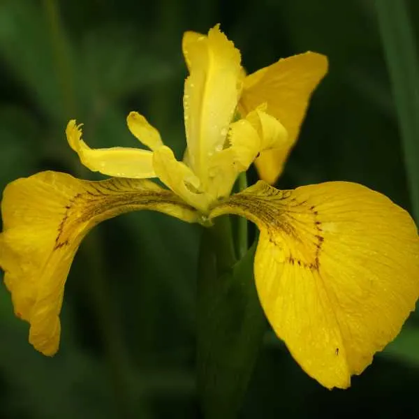 Yellow Flag Iris.