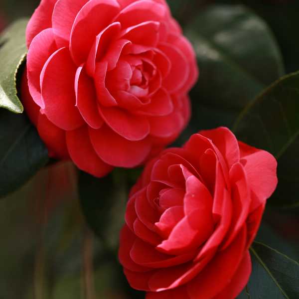 Camellias.