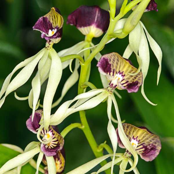 Cockleshell Orchid.