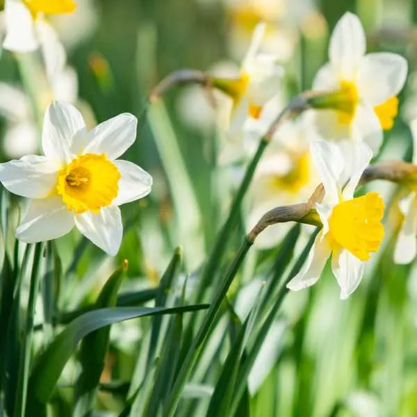 Daffodils