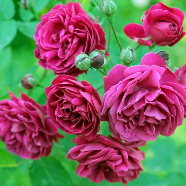 Dark Pink Roses.