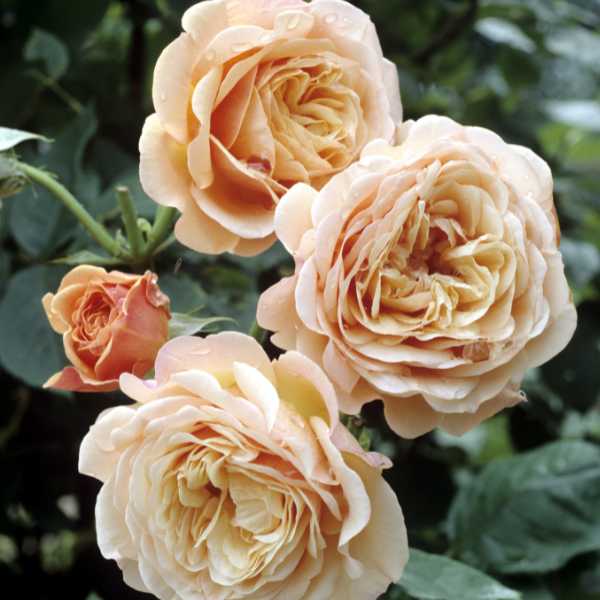 English Roses.