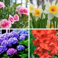 Flowers that mean congratulations.