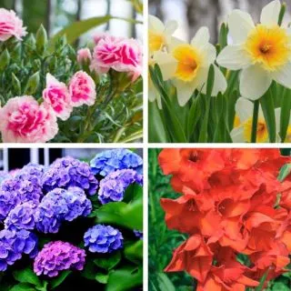 Flowers that mean congratulations.