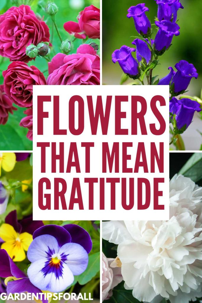 Flowers that mean gratitude.