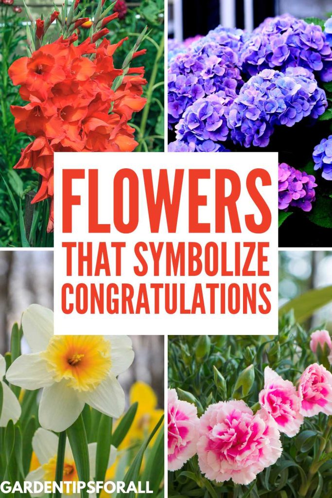 Flowers that symbolize congratulations.
