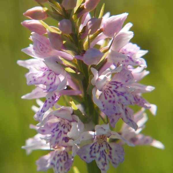 Marsh Orchid.