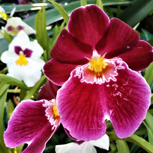 Miltonia Orchids.