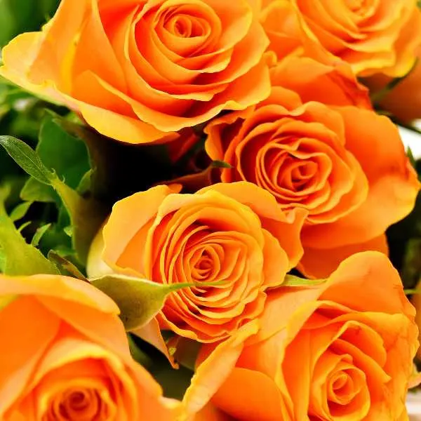 Orange Roses.