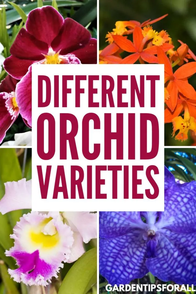 Various orchid varieties.