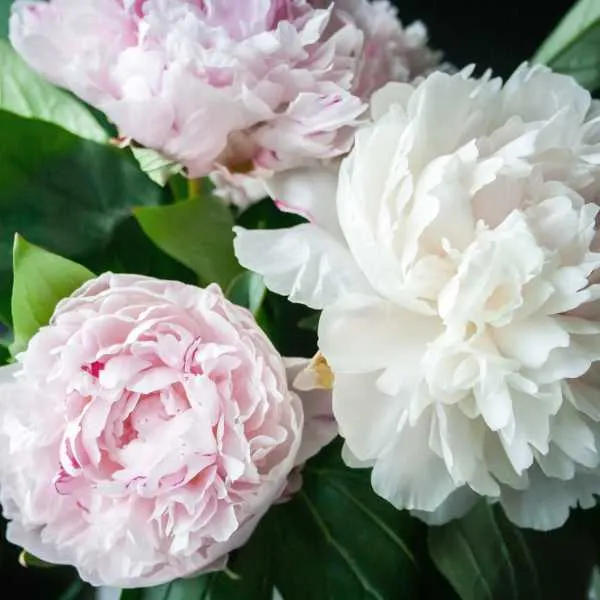 Peonies.