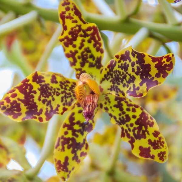 Tiger Orchid.