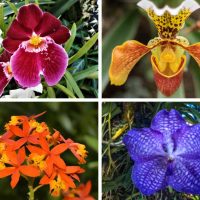 Different types of orchids.