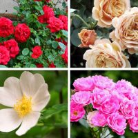 Different types of roses.