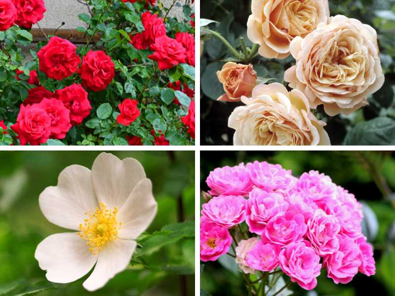 Different types of roses.