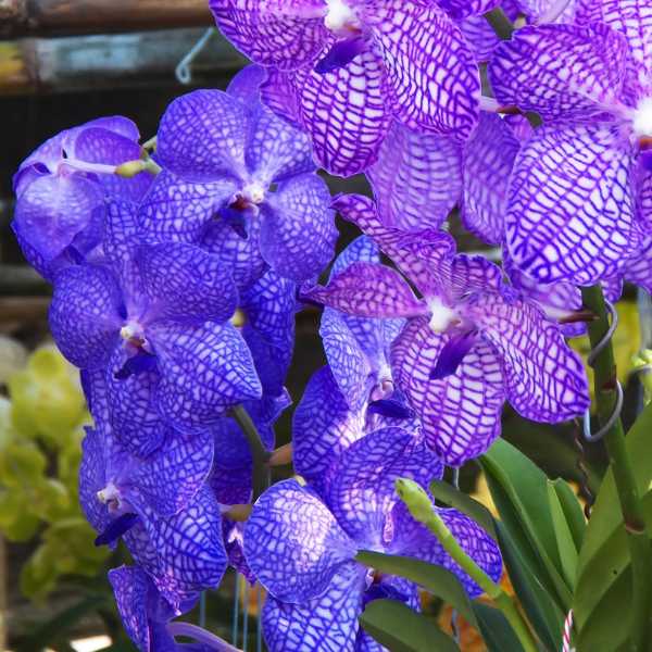Vanda Orchids.