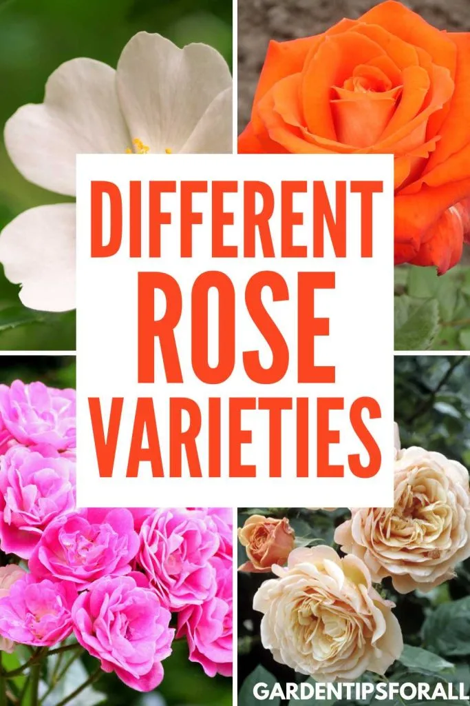 Various rose varieties.