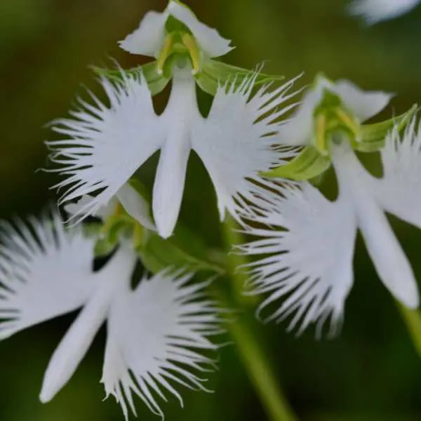 White Egret Flower Orchid.